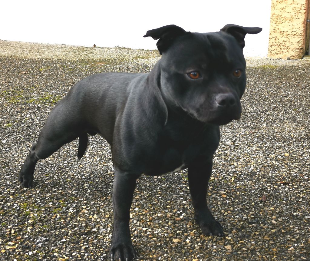 Tristepin de art of breeding staffie De Art Of Breeding Staffie