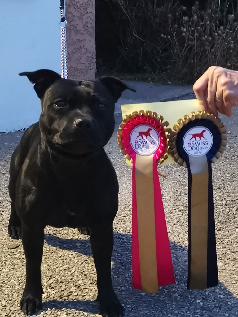 De Art Of Breeding Staffie Phaerys