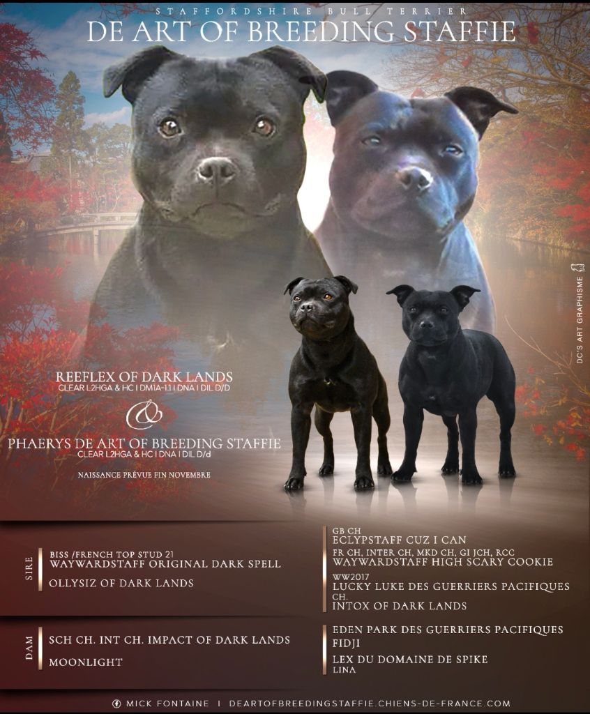 chiot Staffordshire Bull Terrier De Art Of Breeding Staffie