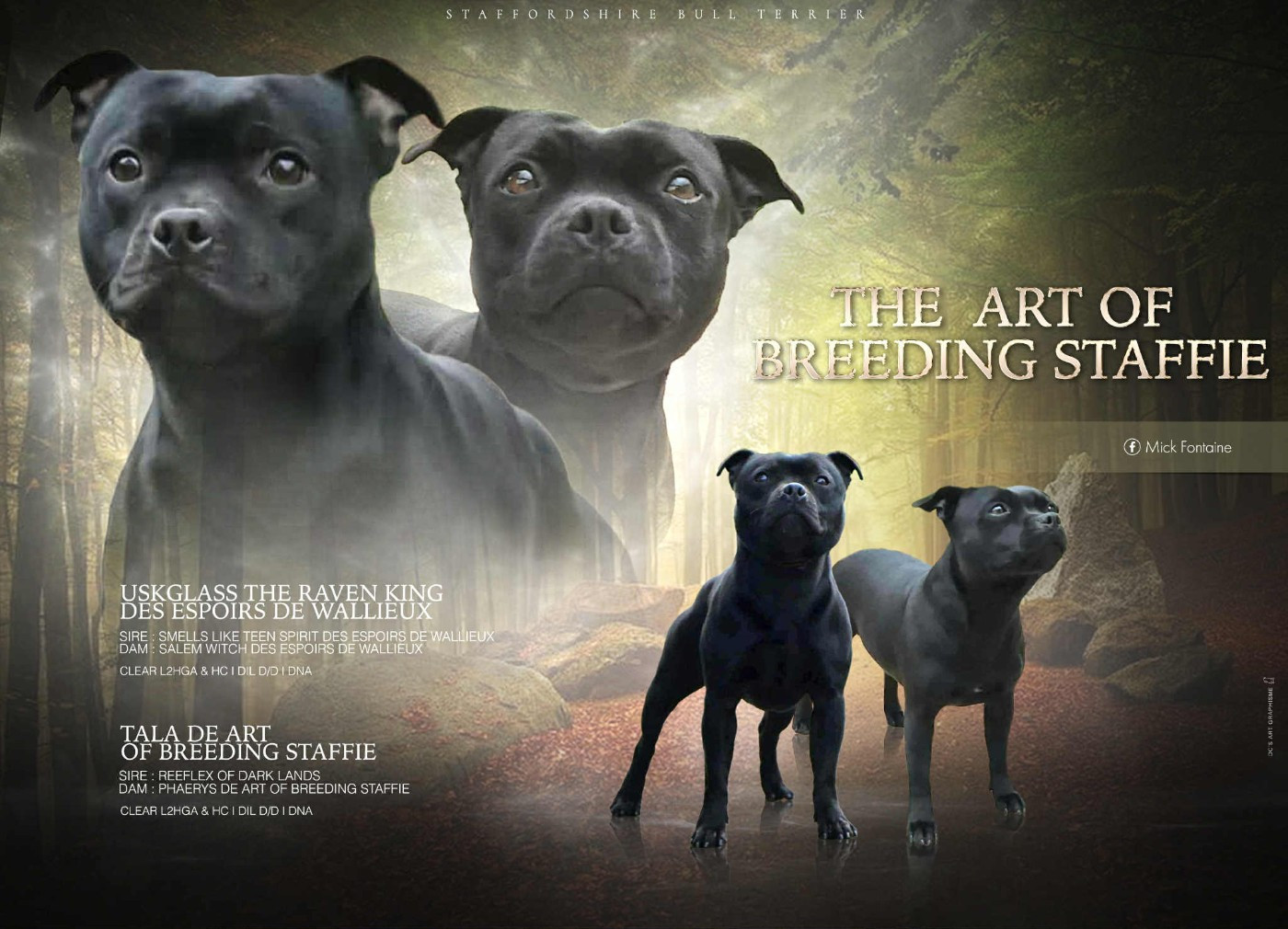 Chiot Staffordshire Bull Terrier De Art Of Breeding Staffie