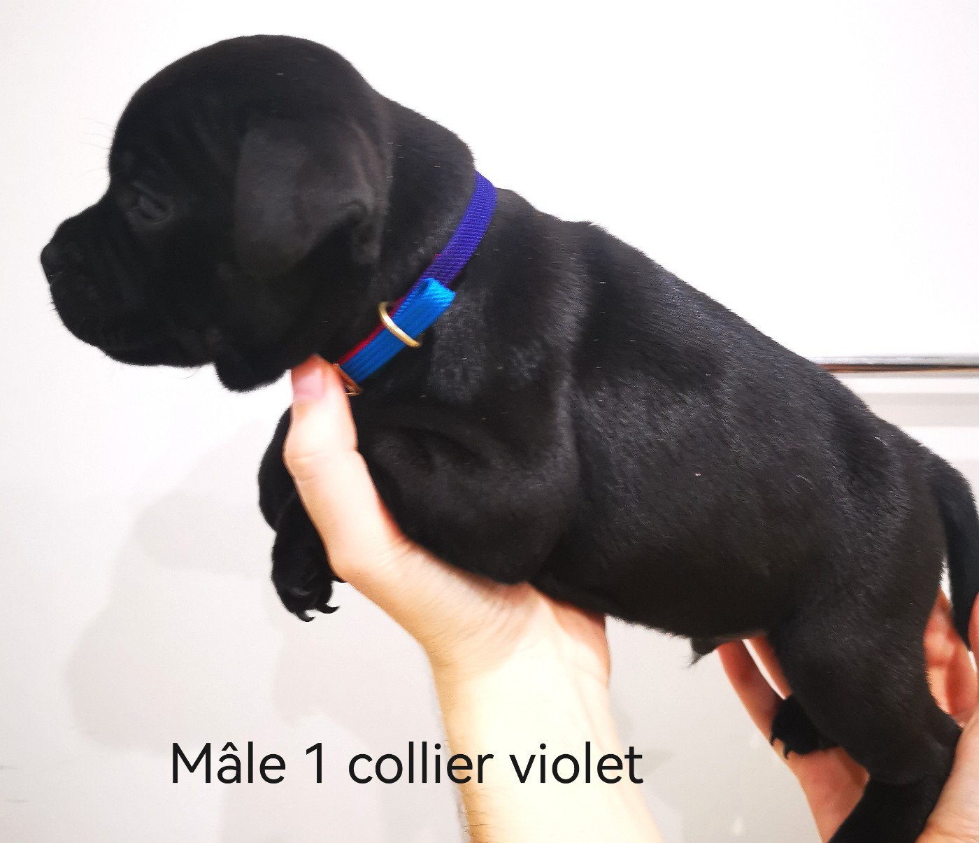 De Art Of Breeding Staffie - Chiots disponibles - Staffordshire Bull Terrier