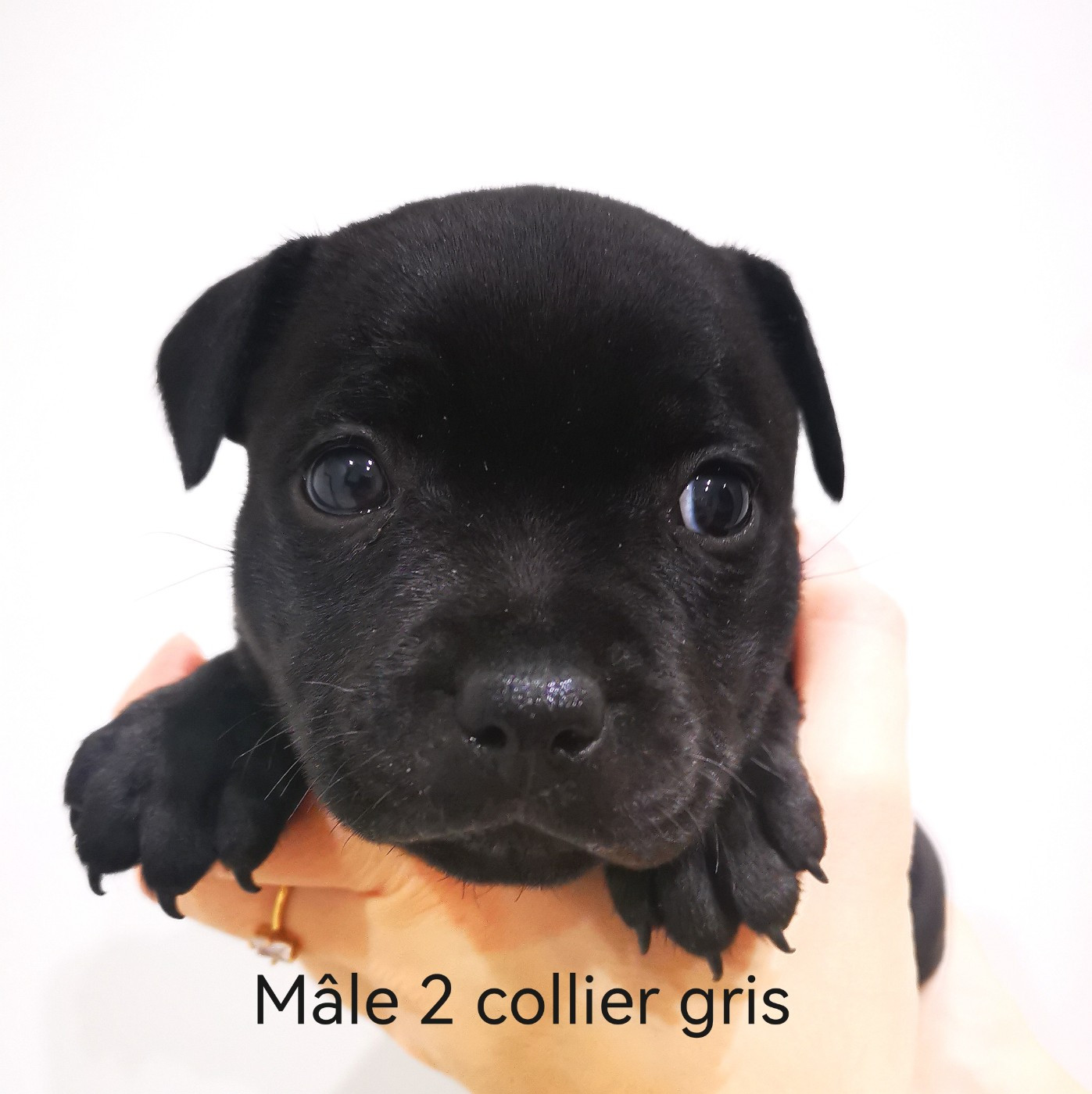 De Art Of Breeding Staffie - Chiots disponibles - Staffordshire Bull Terrier
