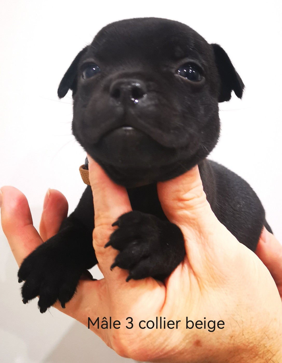 De Art Of Breeding Staffie - Chiots disponibles - Staffordshire Bull Terrier