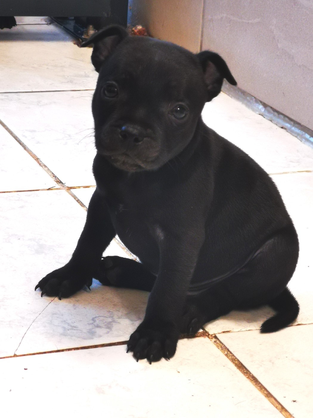 De Art Of Breeding Staffie - Chiots disponibles - Staffordshire Bull Terrier